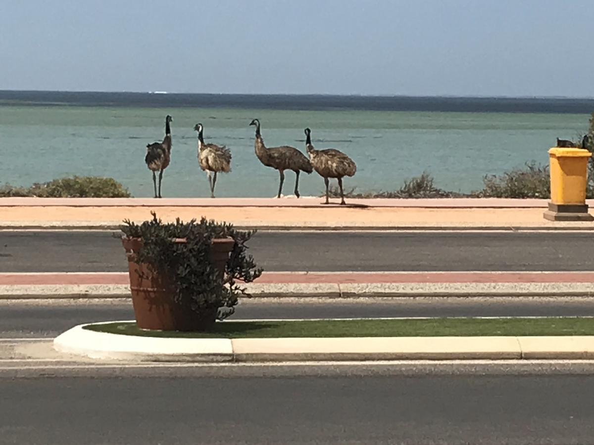 Shark Bay Seafront Apartments Denham Zewnętrze zdjęcie
